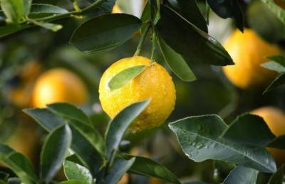 Как вырастить лимон в домашних условиях: назван простой способ - sadogorod.club