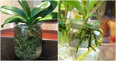 Самый эффективный и простой способ выращивания орхидеи в воде - lifehelper.one