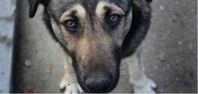 В Италии собака спасла своего хозяина, который неделю лежал в горах с переломом - mur.tv - Италия