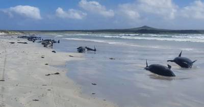 Почти полсотни дельфинов выбросились на берег бухты в Новой Зеландии - mur.tv - Новая Зеландия