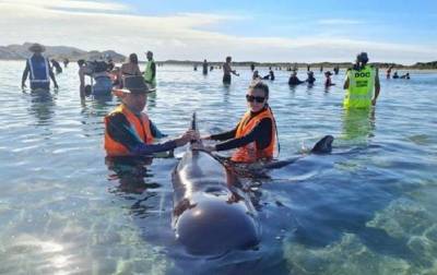 В Новой Зеландии на отмель выбросились около 50 дельфинов - mur.tv - Новая Зеландия