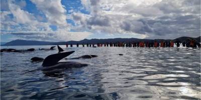 Десятки черных дельфинов выбросились на берег в Новой Зеландии - mur.tv - Новая Зеландия