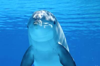 Десятки дельфинов выбросило на мель у побережья Новой Зеландии и мира - mur.tv - Новая Зеландия