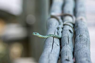 Расшифрован геном найденного в Мьянме нового вида змей - mur.tv - Бирма