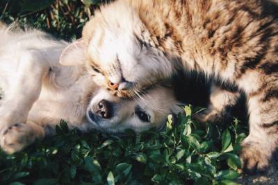 Нижегородцы могут стерилизовать собак и котов по льготной цене - mur.tv