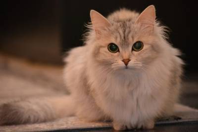 8 пород кошек, которые с удовольствием поселятся в вашей квартире - mur.tv