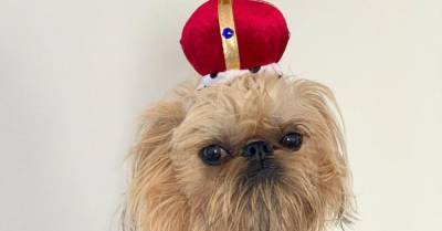 Хмурый пес-Чубакка в ярких нарядах стал звездой Instagram - wmj.ru - штат Калифорния
