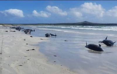 В Новой Зеландии на берег выбросились 49 черных дельфинов: выжили не все - mur.tv - Новая Зеландия