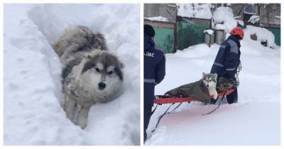 Собака чуть не погибла из-за снежного плена и сломанной лапы - porosenka.net - республика Саха