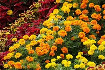 17 однолетников с желтыми и оранжевыми цветками – пустите в сад солнце! - sadogorod.club