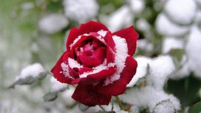 Розы цветущие все лето: сорта зимостойкие, неукрывные непрерывного цветения, какую розу посадить на даче, чтобы цвела всё лето - sadogorod.club - Россия