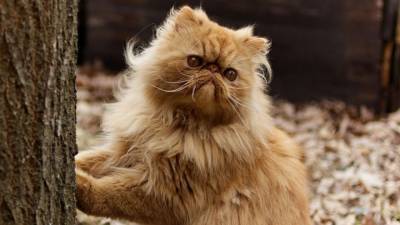 Домашние кошки могут нанести ущерб экологии планеты - mur.tv - Германия - Австралия