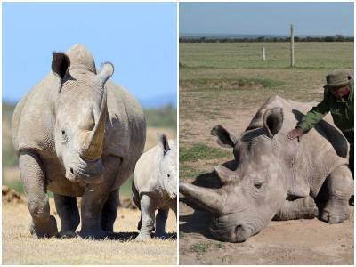 Ученые пытаются спасти белых носорогов, которых осталось всего два в мире - mur.tv