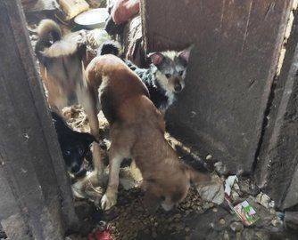 Сильные грызут мелких: В Башкирии нужна помощь двадцати собакам, чья хозяйка впала в кому - mur.tv - республика Башкирия