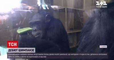 В харьковском экопарке показали детенышей шимпанзе: появилось видео - mur.tv - Чита