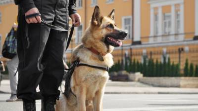 Хвостатые защитники: каким командам учат служебных собак - mur.tv - Россия