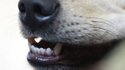 Живодер жестоко расправился с бродячей собакой под Омском - mur.tv - Омск