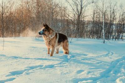 Зима, февраль, трескучие морозы. Топ-5 вопросов об обморожении у собак - mur.tv
