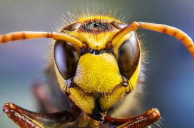 Может ли пчела ужалить пчелу? - porosenka.net