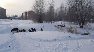 Живодеры застрелили четырех собак в Кировской области - mur.tv - Кировская обл.