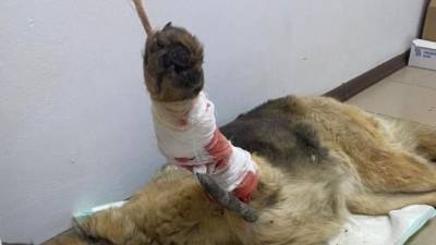 Застреленных собак с разорванными внутренностями нашли в Кировской области - mur.tv - Кировская обл.