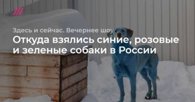 Откуда взялись синие, розовые и зеленые собаки в России - mur.tv - Россия