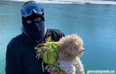 История о собаке, которая 4 дня провела у замёрзшей реки - mur.tv