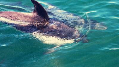В Новой Зеландии спасли почти 30 черных дельфинов, выбросившихся на берег - mur.tv - Новая Зеландия