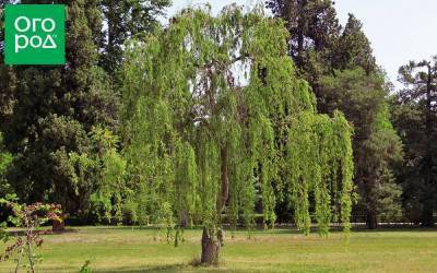 5 быстрорастущих деревьев, которые изменят ландшафт за три-четыре года - sadogorod.club