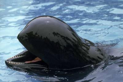 В Новой Зеландии спасли 28 черных дельфинов - mur.tv - Новая Зеландия