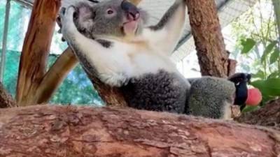 В Австралии родившаяся без лапы коала получила протез - mur.tv - Австралия