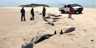 На побережье Мозамбика обнаружили более 100 мертвых дельфинов - mur.tv - Мозамбик