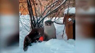 Ленинградский зоопарк поделился видео с выдрой Фиником в снегу - mur.tv - Россия - Санкт-Петербург