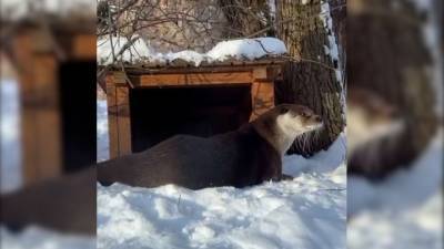Видео из Сети. Ленинградский зоопарк поделился видео с выдрой Фиником в снегу - mur.tv