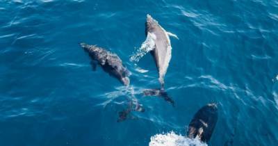 На побережье острова в Мозамбике фиксируют массовую гибель дельфинов - mur.tv - Новая Зеландия - Мозамбик