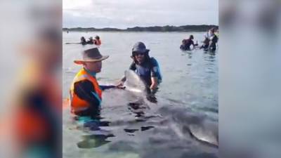 Стаю черных дельфинов спасли волонтеры в Новой Зеландии. - mur.tv - Новая Зеландия