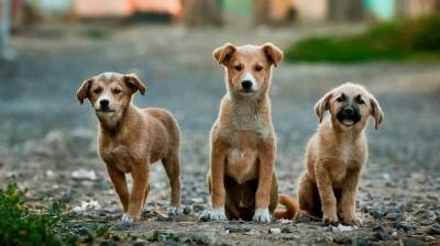 Мэрия Воронежа нашла подрядчика для отлова бездомных собак в пяти районах города - mur.tv - Воронеж