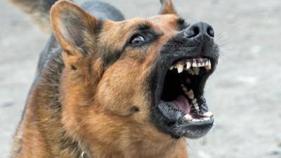 Прокусили ногу. В Твери дикие собаки напали на женщину - mur.tv - Россия - Москва - Тверь