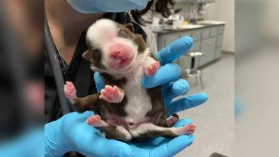 Шестиногий щенок с двумя хвостами родился в США - mur.tv - Usa - штат Оклахома