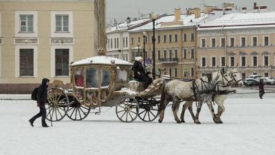 Ход конём: по кому ударит запрет катания на лошадях в центре Петербурга - mur.tv - Санкт-Петербург