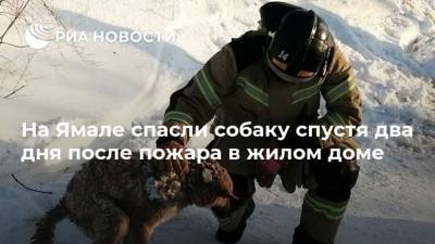 На Ямале спасли собаку спустя два дня после пожара в жилом доме - mur.tv - Ханты-Мансийск - округ Янао