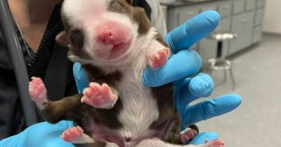 В США родился щенок с шестью лапами и двумя хвостами: фото, видео - mur.tv - Сша - Англия - штат Оклахома
