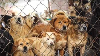 Джон Ф.Кеннеди - США спасли и перевозят к себе более 200 собак, которым в Китае грозила смерть - mur.tv - Китай - Сша