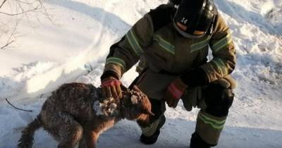 В ЯНАО спасатели нашли под завалами собаку спустя 2 дня после пожара - mur.tv - округ Янао
