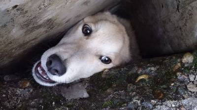 Спасатели вытащили зажатую в мороз бетонными плитами собаку – ФОТО - mur.tv - республика Крым - Краснодарский край - Симферополь