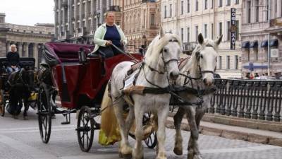 В Петербурге хотят определить места, где можно кататься на лошадях - mur.tv - Санкт-Петербург - Михайловск