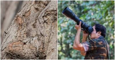Фотографу удалось снять сову, замаскировавшуюся в стволе дерева - mur.tv