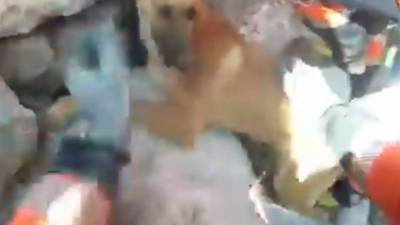 Пожарные два часа разбивали камни ради спасения собаки в Испании. - mur.tv - Испания