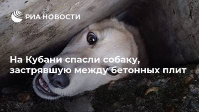 На Кубани спасли собаку, застрявшую между бетонных плит - mur.tv - Краснодар - Кубань