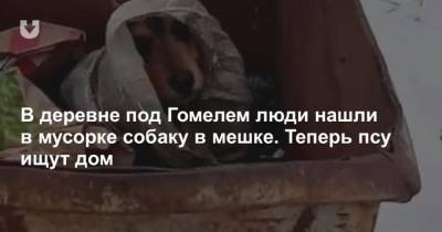 В деревне под Гомелем люди нашли в мусорке собаку в мешке. Теперь псу ищут дом - mur.tv - Гомель